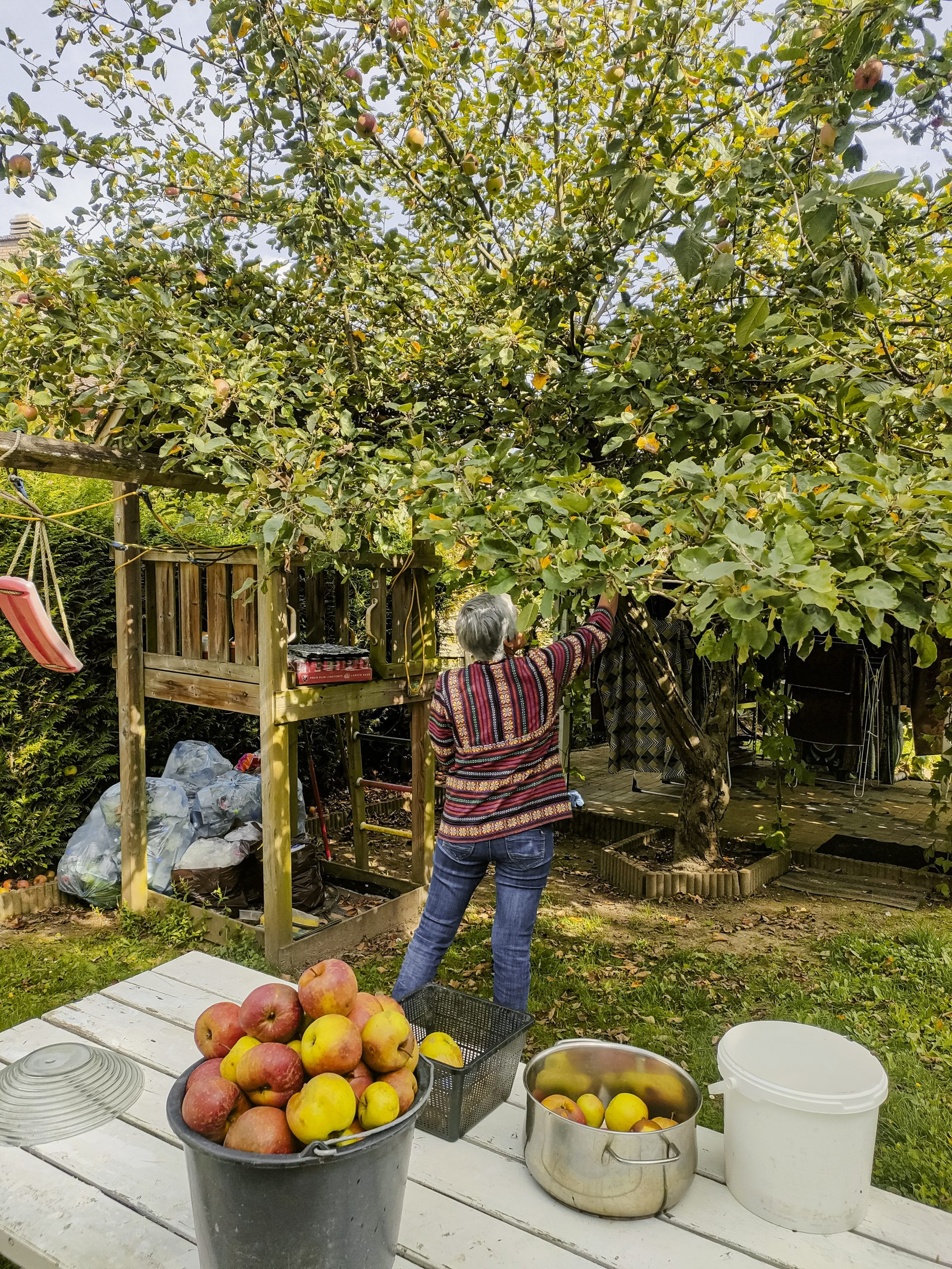 A person picking apples in a garden.